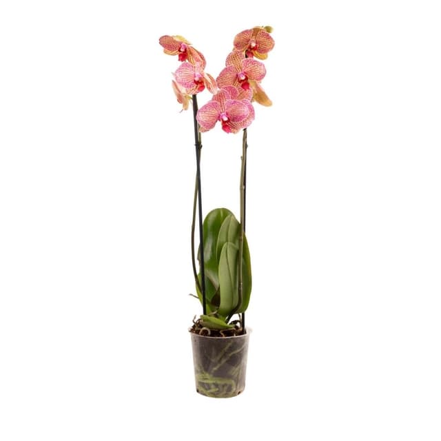 Orchid plant  034