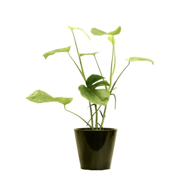 Shingle plant 230