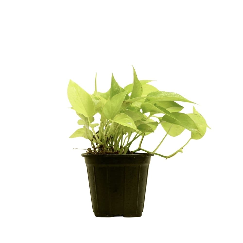 Scindapsus Neon 112