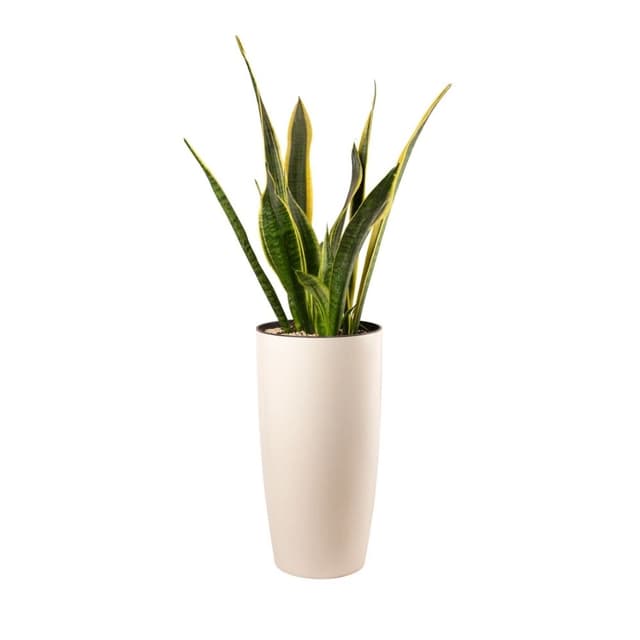 Sansevieria laurentii 052