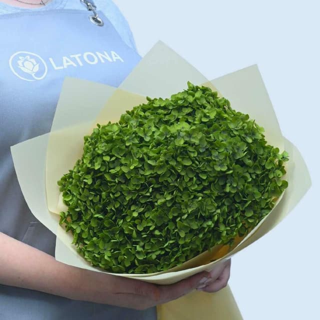 Bouquet "Green Aura"